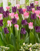 Tulipa Negrita Picture, Crown of Dynasty