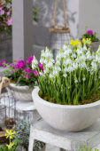 Muscari Manon® Muscari Manon®