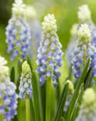 Muscari Julia® Muscari Julia®