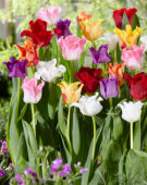 Tulipa Picture mix