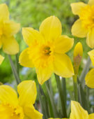 Narcissus Carlton