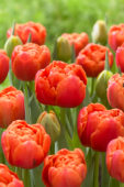 Tulipa Icoon