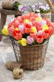Tulipa colour mix