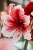 Hippeastrum Temptation® Hippeastrum Temptation®