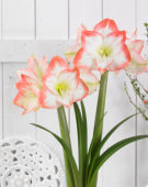 Hippeastrum Sofia