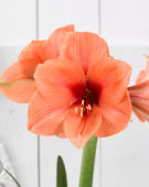 Hippeastrum Bouquet