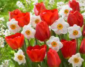 Tulipa Oxford, Narcissus Merlin