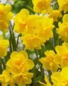 Narcissus Golden Delicious