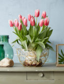 Tulipa Canasta bulb bouquet
