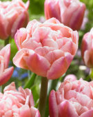 Tulipa dubbel roze