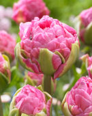 Tulipa double pink