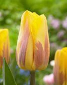 Tulipa flamed