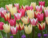 Tulipa Surprise mix