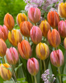 Tulipa Princess mix