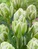 Tulipa Harborlight