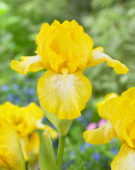 Iris germanica Goodday Sunshine 