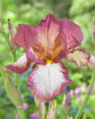 iris germanica Crinoline