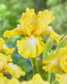 Iris germanica Lemon Pop