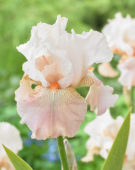 Iris germanica Frappe