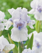 Iris germanica Judy Blue Garland