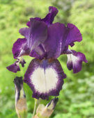 Iris germanica Going My Way