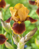 Iris germanica Hissy Fit