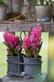 Hyacinthus on pot
