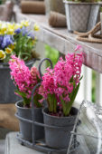 Hyacinthus op pot
