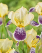 Iris germanica Nibelungen