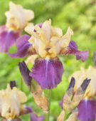 Iris germanica Ballyhoo