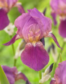 Iris germanica Imperator