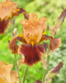 Iris germanica Tiger Butter