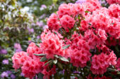 Rhododendron John Coutts