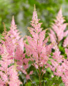 Astilbe Darwin's Dream, Darwins Dream