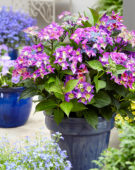 Hydrangea Black Diamonds Shining Blue