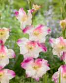Gladiolus colvillii tweekleurig