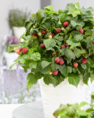 Rubus idaeus BonBonBerries