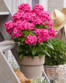 Phlox paniculata Younique® Cerise Phlox paniculata Younique® Cerise