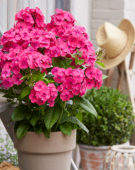 Phlox paniculata Younique® Cerise Phlox paniculata Younique® Cerise