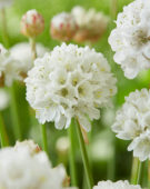 Armeria pseudarmeria Ballerina White