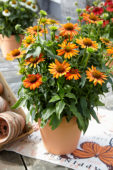 Echinacea Sombrero Orange