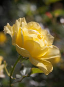 Rosa Mountbatten ® Rosa Mountbatten ®