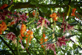 Summer flowers hanging in tree
