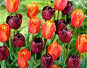 Tulipa King's Orange, Queen of Night