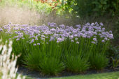 Allium Summer Beauty