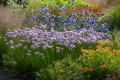 Allium Summer Beauty, Echinops ritro Veitchs Blue