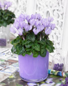 Cyclamen Make-Upz® lila
 Cyclamen Make-Upz® lila
