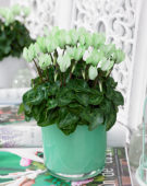 Cyclamen Make-Upz® green Cyclamen Make-Upz® green