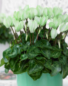 Cyclamen Make-Upz® green Cyclamen Make-Upz® green