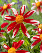 Dahlia  Windmill (RURO 23805) Dahlia  Windmill (RURO 23805)